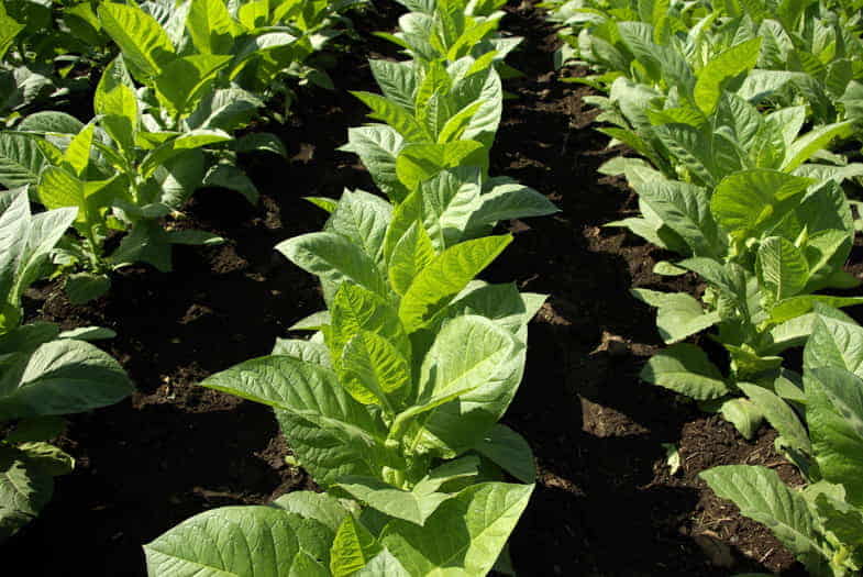 Tobacco liquids attempt to reproduce the distinctive taste of each of the plant varieties