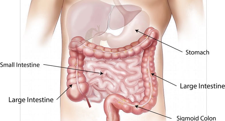 Anatomical table depicting the digestive system | Terpy 