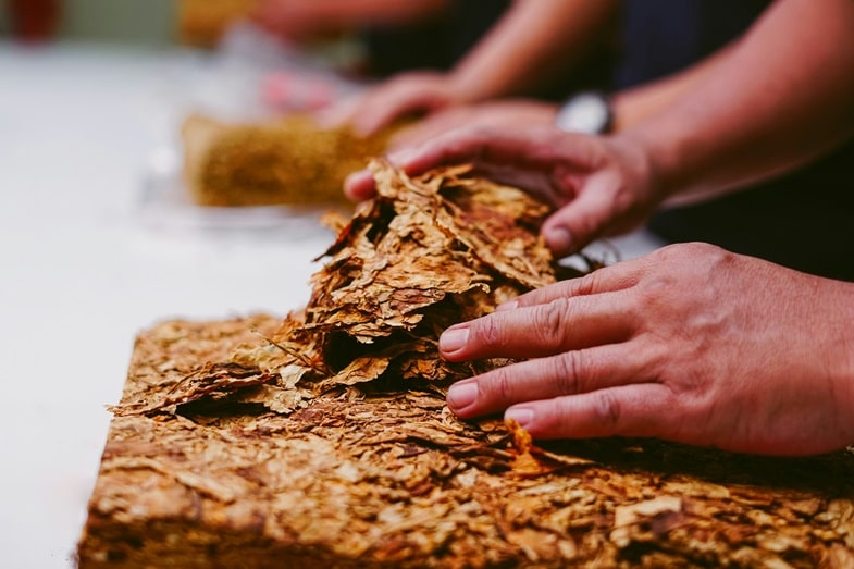 the main tobacco varieties