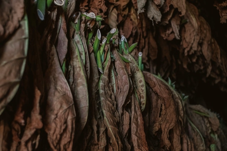 Use of different qualities of tobacco